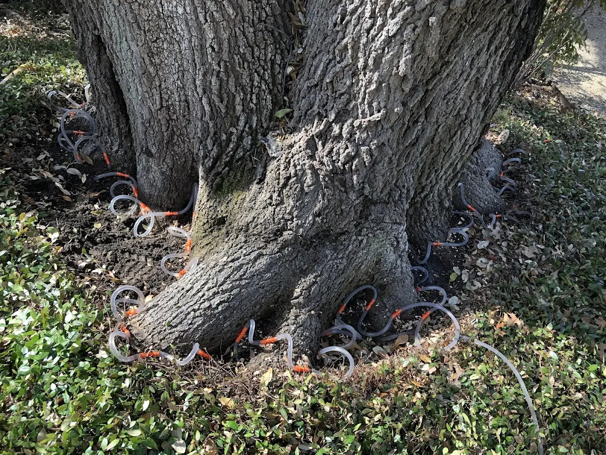 Detailed Tree Cabling and Bracing job site in Lake Junaluska