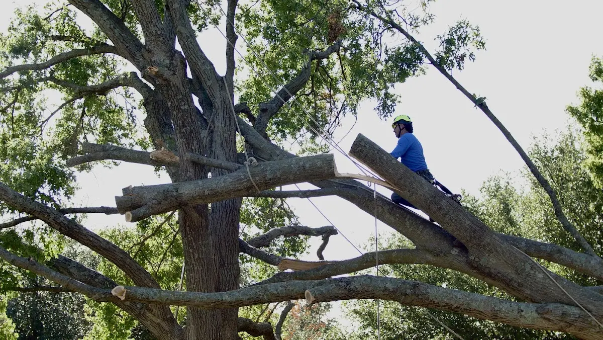 Professional Crown Thinning performed by certified arborists in Lake Junaluska