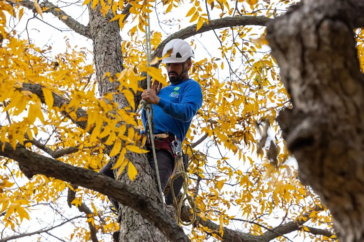 Skilled Tree Pruning crew working in Lake Junaluska